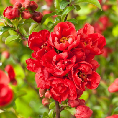 Gutui Japonez Red Joy Ghiveci 5L 80-100cm - Bulbshop