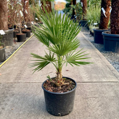 Chamaerops humilis - Palmier Mediteranean Rezistent