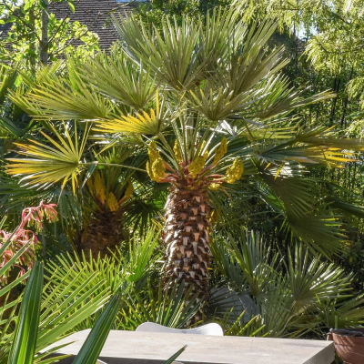 Chamaerops humilis - Palmier Mediteranean Rezistent