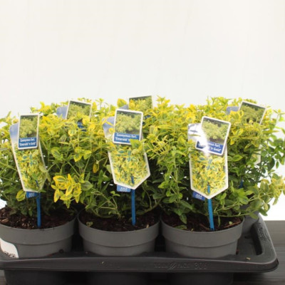 Euonymus 'Emerald'n Gold' 2L - Frunziș Aurit Decorativ