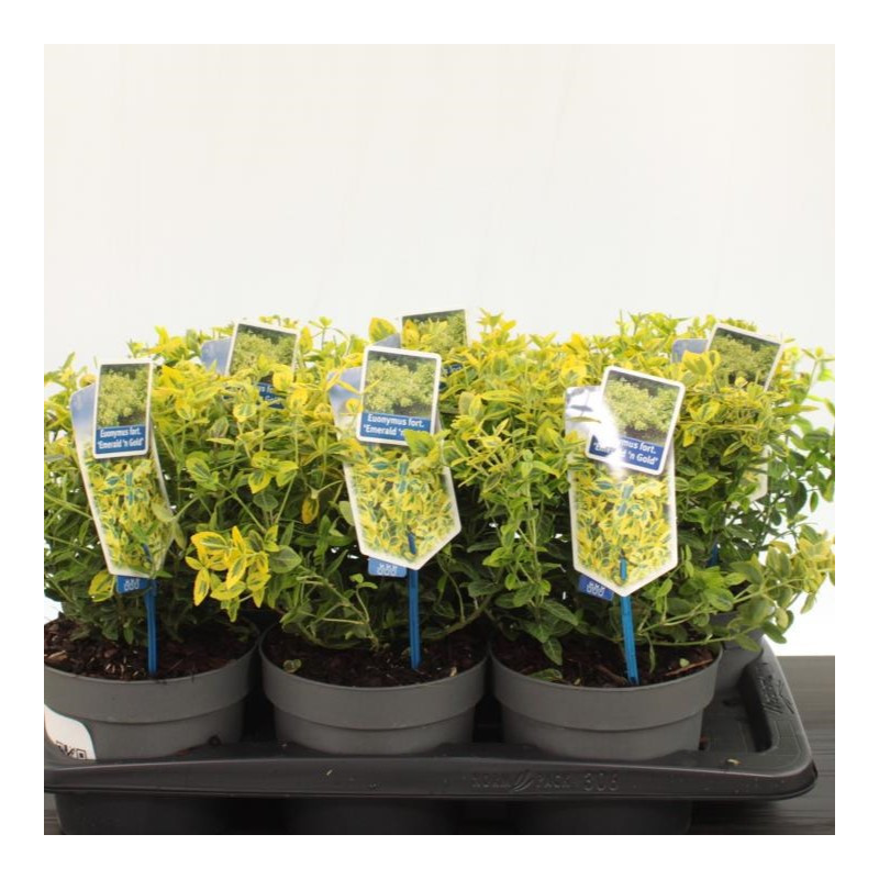 Euonymus 'Emerald'n Gold' 2L - Frunziș Aurit Decorativ