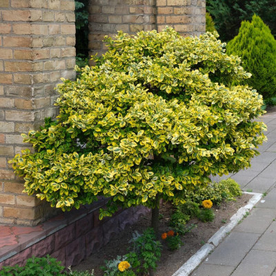 Euonymus 'Emerald'n Gold' 2L - Frunziș Aurit Decorativ