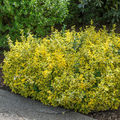 Euonymus 'Emerald'n Gold' 2L - Frunziș Aurit Decorativ