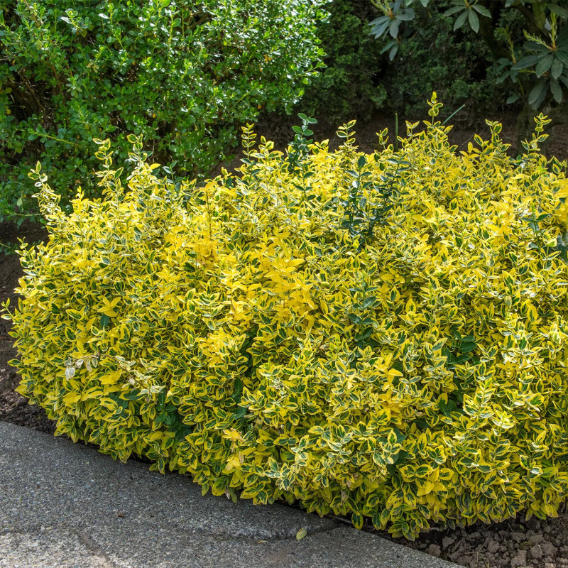Euonymus 'Emerald'n Gold' 2L - Frunziș Aurit Decorativ