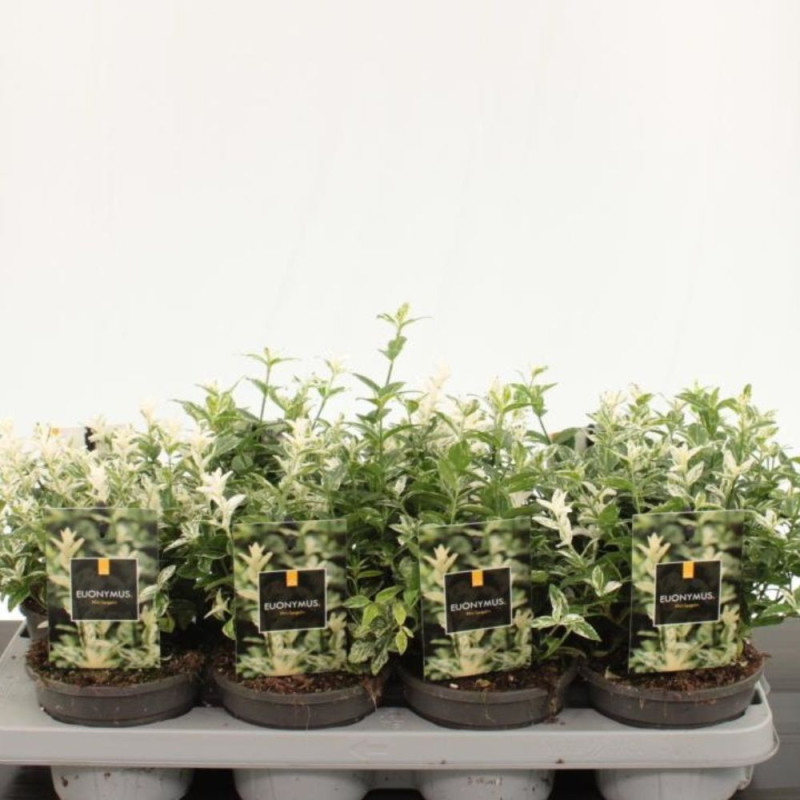 Euonymus 'Harlequin' 2L - Frunziș Pestriț Unic