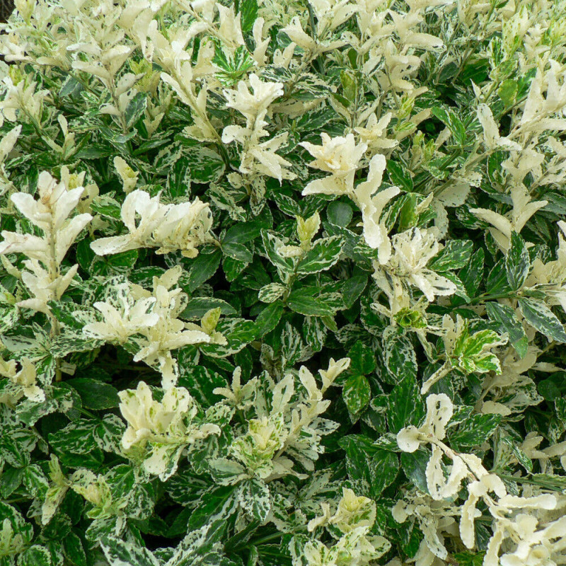 Euonymus 'Harlequin' 2L - Frunziș Pestriț Unic