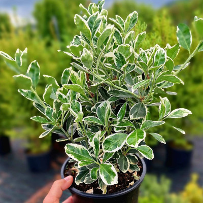 Euonymus 'Harlequin' 2L - Frunziș Pestriț Unic