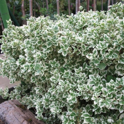 Euonymus Silver Queen: Arbust veșnic verde cu margini argintii