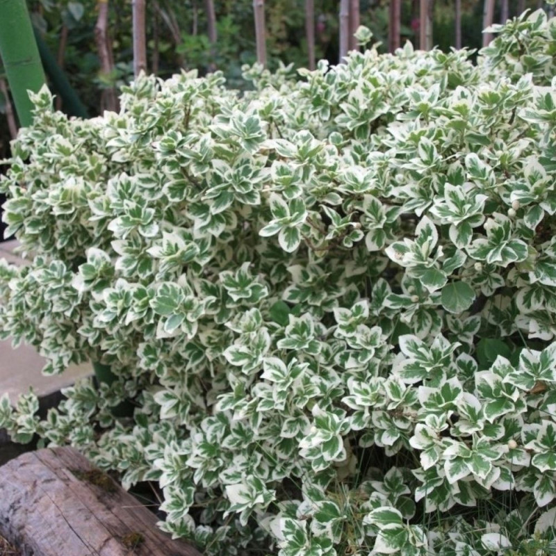 Euonymus Silver Queen: Arbust veșnic verde cu margini argintii