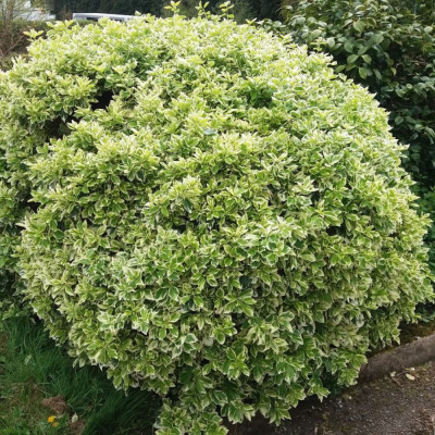 Euonymus Silver Queen: Arbust veșnic verde cu margini argintii