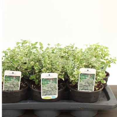 Euonymus Silver Queen: Arbust veșnic verde cu margini argintii
