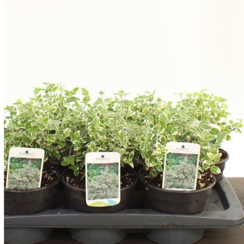 Euonymus Silver Queen: Arbust veșnic verde cu margini argintii