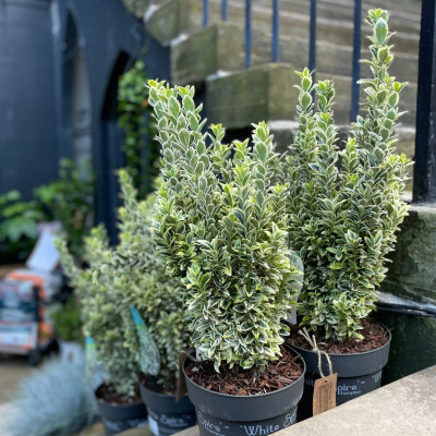 Euonymus 'White Spire' 2L: Formă Columnară