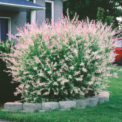 Salcie Japoneza - Salix Hakuro Nishiki - Anul 3 - 150 cm