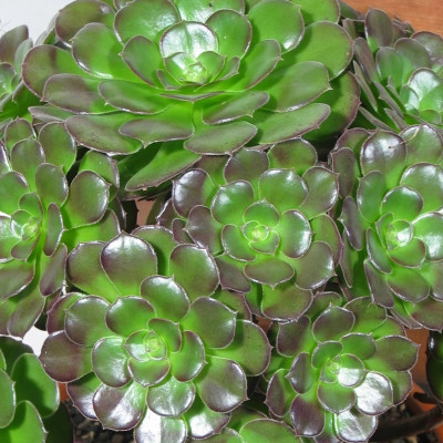 Aeonium arboreum Velours "Trandafir Irlandez" - Ghiveci  2L