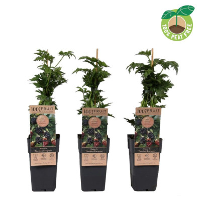 Mur Fară Spini "Thornless EverGreen" - Ghiveci 2L