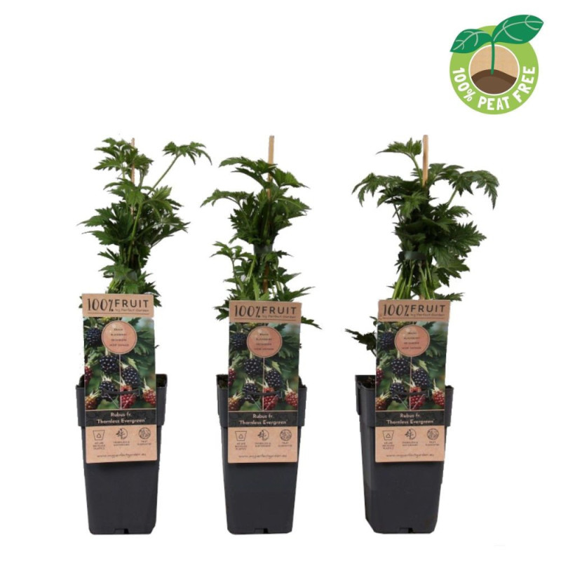 Mur Fară Spini "Thornless EverGreen" - Ghiveci 2L