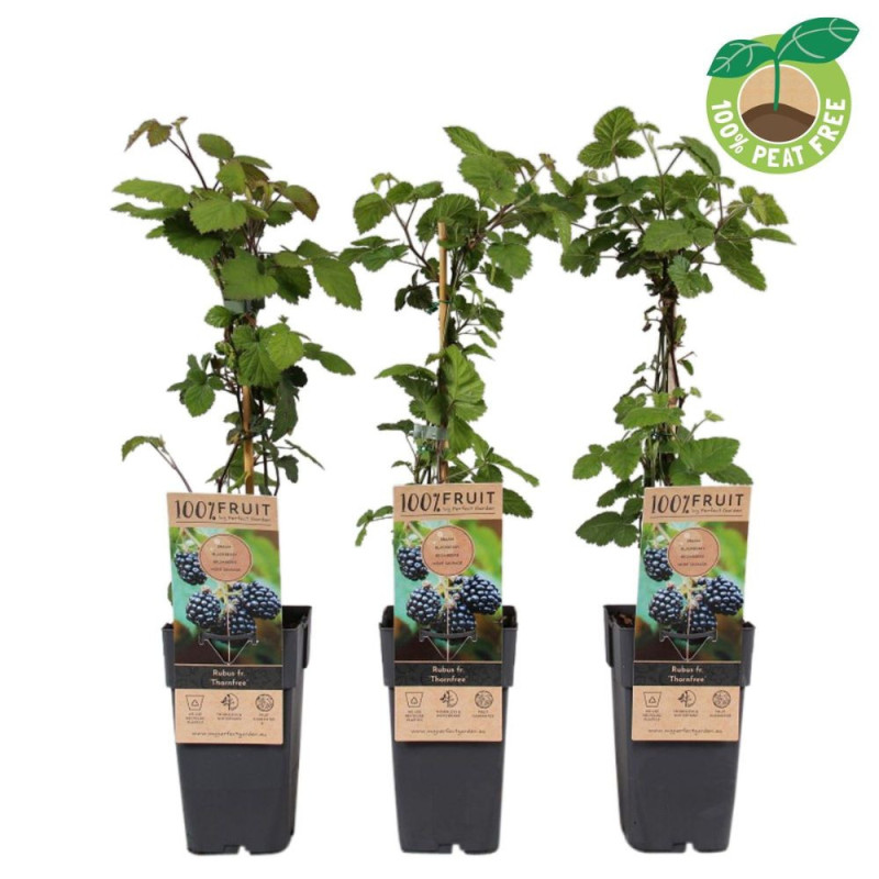 Mur Fară Spini "Thornfree" la Ghiveci 2L Înălțime 50-60cm