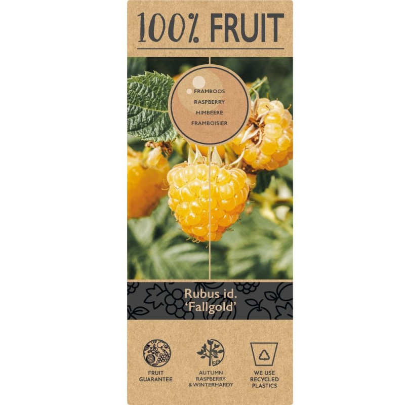 Zmeur Auriu "Fall Gold" - Butasi - Pepiniera Bulbshop