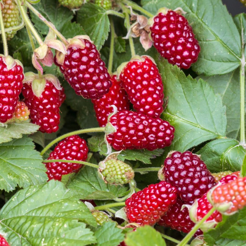Hibrid Zmeur-Mur Loganberry (Thornless) - Specimen 2L