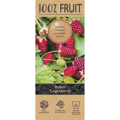 Hibrid Zmeur-Mur Loganberry (Thornless) - Specimen 2L