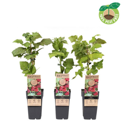 Hibrid Zmeur-Mur Loganberry (Thornless) - Specimen 2L
