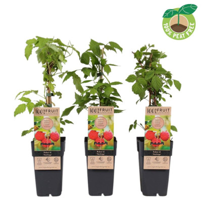 Zmeur Roșu 'Heritage' 2L - Recoltă Bogată, Gust Delicios!