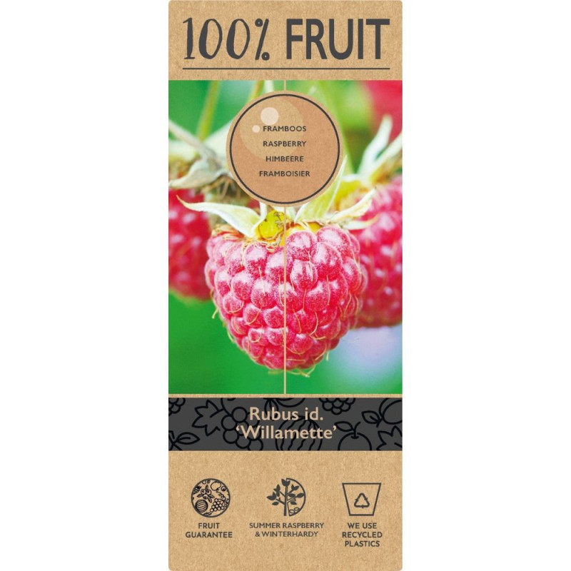 Zmeur "Willamette" 2L - Gust Clasic de Vară!