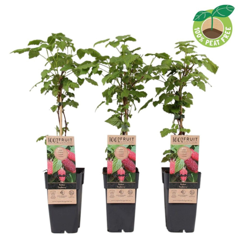 Zmeur "Tayberry" 2L - Hibrid Aromatic și Delicios!