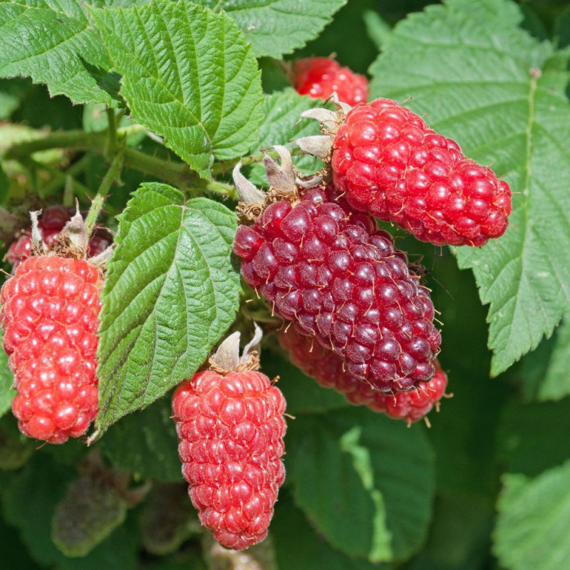 Zmeur "Tayberry" 2L - Hibrid Aromatic și Delicios!