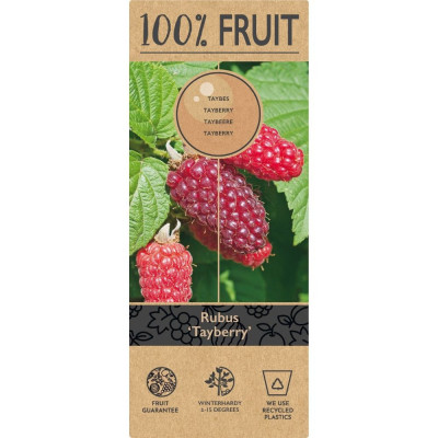 Zmeur "Tayberry" 2L - Hibrid Aromatic și Delicios!