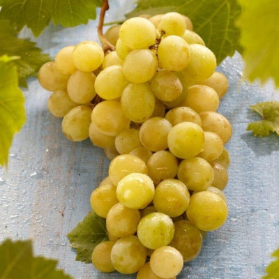 Chiorchine de struguri albi, copti foarte rezistenti, butas de vita de vie la maturitate.