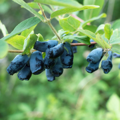 Afin Siberian 'Kamtschatica' - Rezistent și Bogat în Antioxidanti