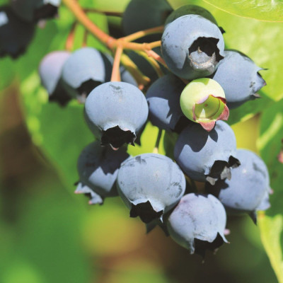 Cumpără Afin 'Bluecrop' 2L - Soi Productiv cu Afine Mari