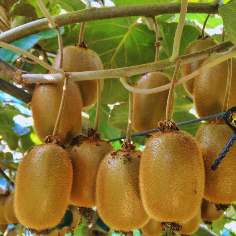 kiwi deliciosa hayward ghiveci 2 l
