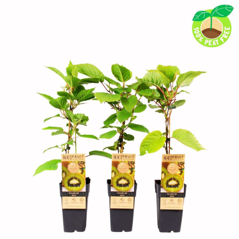 Kiwi 'Jenny' Autofertil (Ghiveci 2L) - Fructe Delicioase