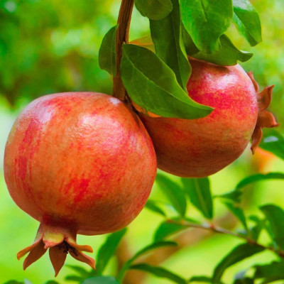 Rodiul 'Punica Granatum' - Livrare în Ghiveci 2L
