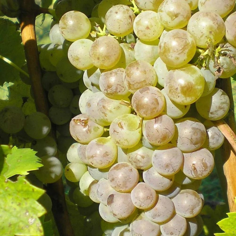 Vita de Vie "Frontanec Alb" Ghiveci 2L - An 3 - Vin - Bulbshop