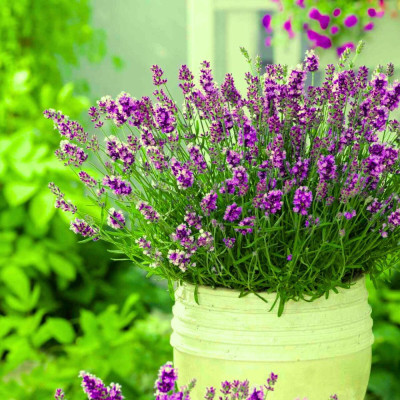 Lavandă Angustifolia 'Purple Essence'