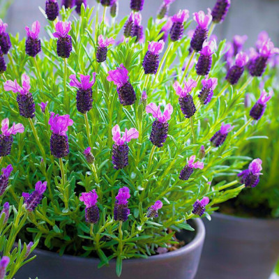 Lavanda Spaniola "Anouk" - Ghiveci 2L - Bulbshop