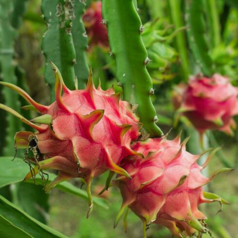 Fructul Dragonului Pitaya