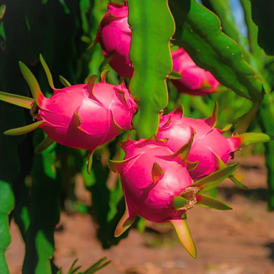 Fructul Dragonului (Pitahaya Roșie)