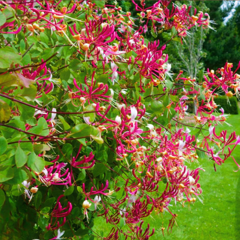 Caprifoi Serotina Lonicera Periclymenum 2L 60-70cm - Bulbshop.ro