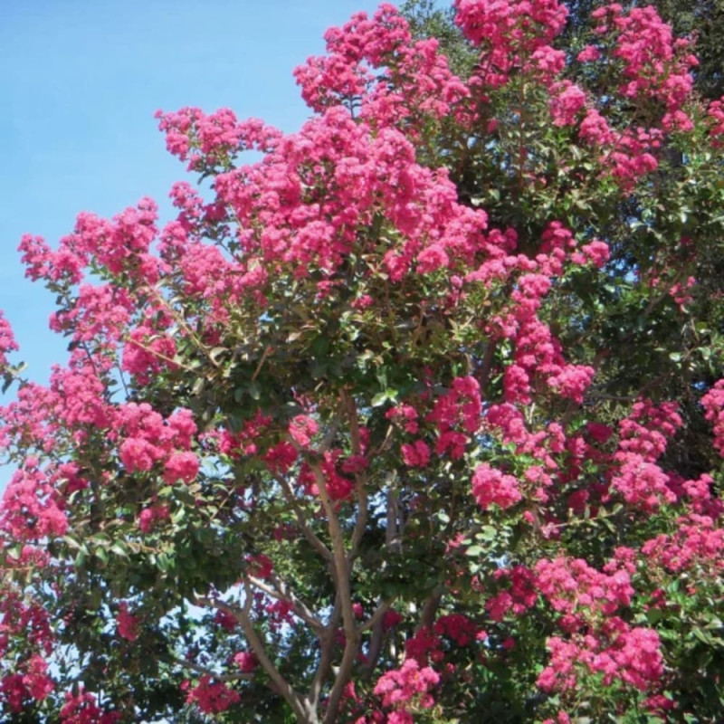 Liliac Indian Roz "Lagerstroemia Indica" floare