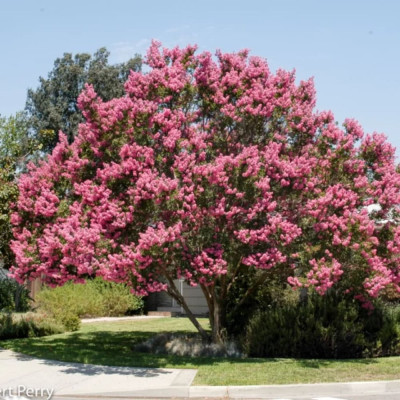 Liliac Indian Roz "Lagerstroemia Indica" Ghiveci 2L 30-40cm