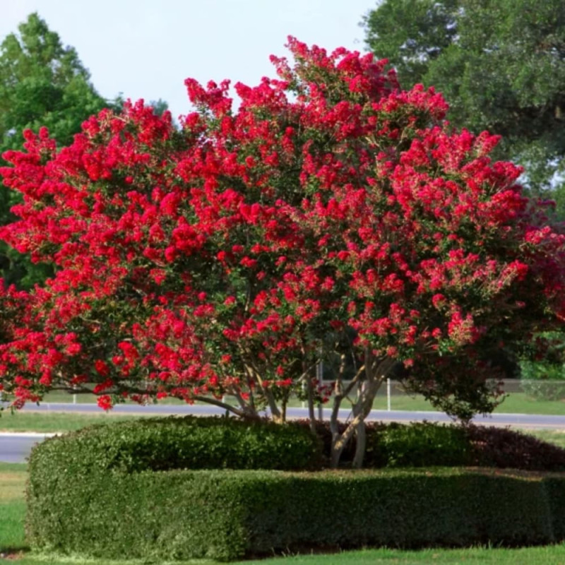 Liliac Indian Rosu "Lagerstroemia Indica" la maturitate
