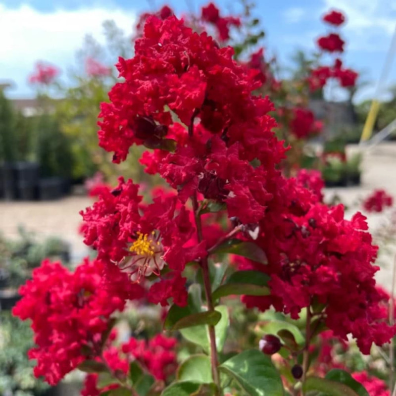 Liliac Indian Rosu "Lagerstroemia Indica" floare
