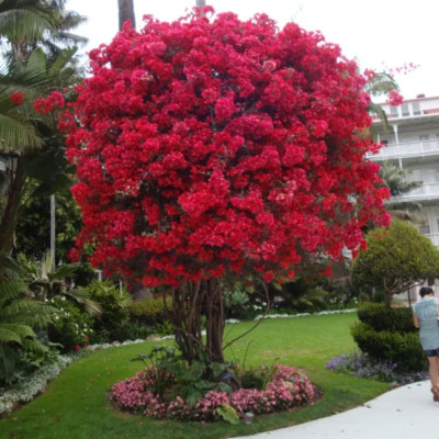 Liliac Indian Rosu "Lagerstroemia Indica" Ghiveci 2L 30-40cm