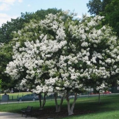 Liliac Indian Alb "Lagerstroemia Indica" Ghiveci 2L 20-30cm