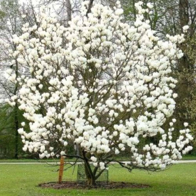 Magnolie Alba "Superba" - Ghiveci 2L- Bulbshop